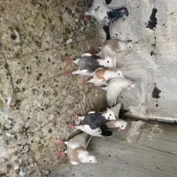 فروش ۱۲عدد کبوتر