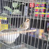 سهره کرمونی