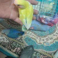 فروش 6عدد کوتوله سریلاکی دونه ای 500