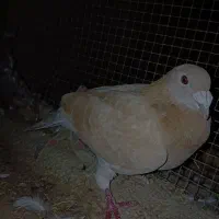 کبوتر|پرنده|سعدآباد, |دیوار