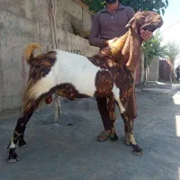 بزنر