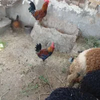 روستای منصوره علیا