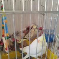 عروس هلندی نر و ماده|پرنده|قم, نیروگاه|دیوار