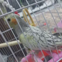 جوجه عروس هلندی