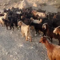 فروش گله بز کامل|حیوانات مزرعه|مرودشت, شهرک مهدیه|دیوار