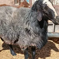 گوسفند بره قوچ