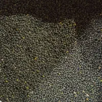 ماش سیاه قلعه تل