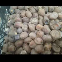 خرما برحی تمیز|عمده‌فروشی|چمران, |دیوار