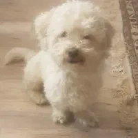 سگ گمشده شیتزو