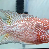 فلاور کامفا|ماهی|تهران, اوقاف|دیوار