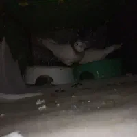 دو کبوتر طوقی حراج|پرنده|سروآباد, |دیوار