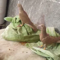 کفتر