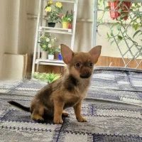 توله شیواوا وارداتی