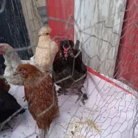 خروس لهستانی تاج آتشین