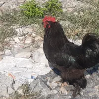 مرغ و خروس مرندی اصل پاپر ریش دار و جوجه برهما