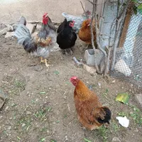 اجباری|حیوانات مزرعه|رودهن, |دیوار