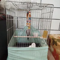 عروس هلندی بازیگوش|پرنده|خمین, |دیوار