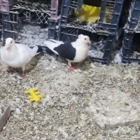 کبوتر در پرنده ها|پرنده|پلدختر, |دیوار