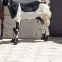 کهره نر چاق‌چلبک