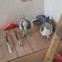 چهار تا پرشی|پرنده|سبزوار, قصبه شرقی|دیوار