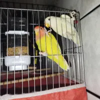 جفت طوطی برزیلی