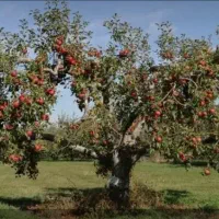 سیب روی درخت کاملآ ارگانیک