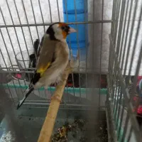 سهره درشت نر