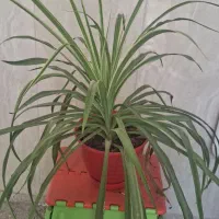 گل گندمی و یخ های شاداب