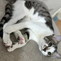 واگذاری گربه نر|گربه|رشت, معلم|دیوار