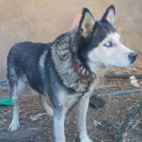 سگ هاسکی|سگ|فیروزآباد (فارس), |دیوار