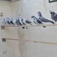 کفتر پرشی هوا میکنم بشنید زیرش|پرنده|تهران, دولاب|دیوار