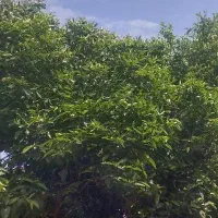 کارگر ساده جهت کار در باغ