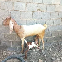بز افغانی با کهره نر