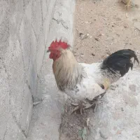 خروس محلی