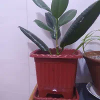 وسایل خانه|حراج|روانسر, |دیوار