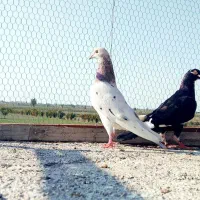 ۴ تا کبوتر|پرنده|گرگان, |دیوار