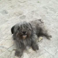 سگ پاکوتاه