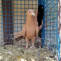 زرد اسطوره لنگ بلنگ چنگ کلندی استخونی