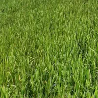 زمین۶۲۰۰متری ۳۷۰میلیون