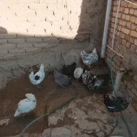 مرغ|حیوانات مزرعه|لاران, |دیوار