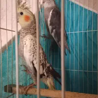 عروس هلندی صددرصد خانگی ضمانتی