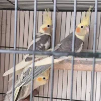 طوطی عروس تازه دونخور مناسب برای سخنگو کردن