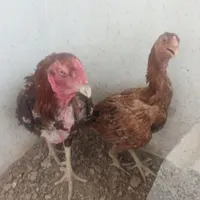مرغ خروس لاری سلام