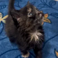 گمشده کمالهشر