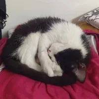 واگذاری گربه اسموکینگ سه ماهه، خانگی و آموزش دیده|گربه|نسیم‌شهر, |دیوار