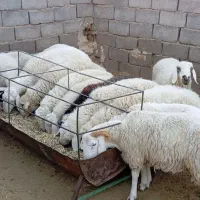 ۴۰عدد بره نر و ماده خوش تخم