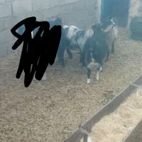 بزغاله دورگ پاکستانی ماده|حیوانات مزرعه|سده (خراسان جنوبی), |دیوار