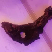 چوب آبنوس زیبا