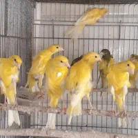 قناری یسر بالغ تعداد محدود|پرنده|قزوین, |دیوار