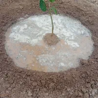 مشاور صحیح کاشت نهال